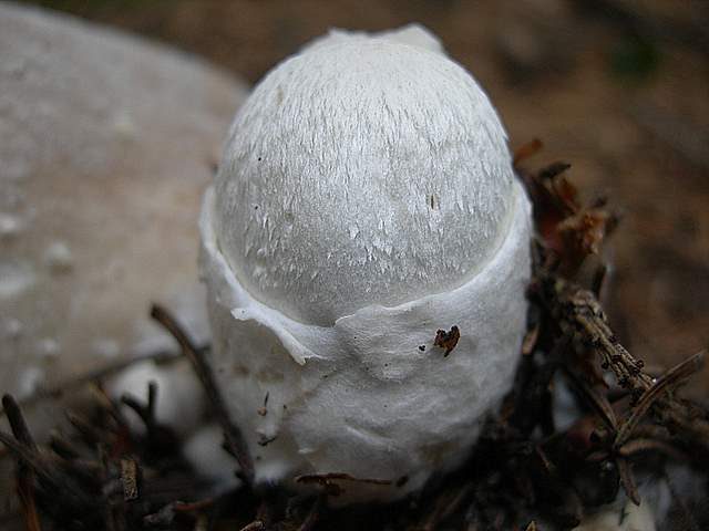 Volvariella surrecta   (Knapp)   Singer